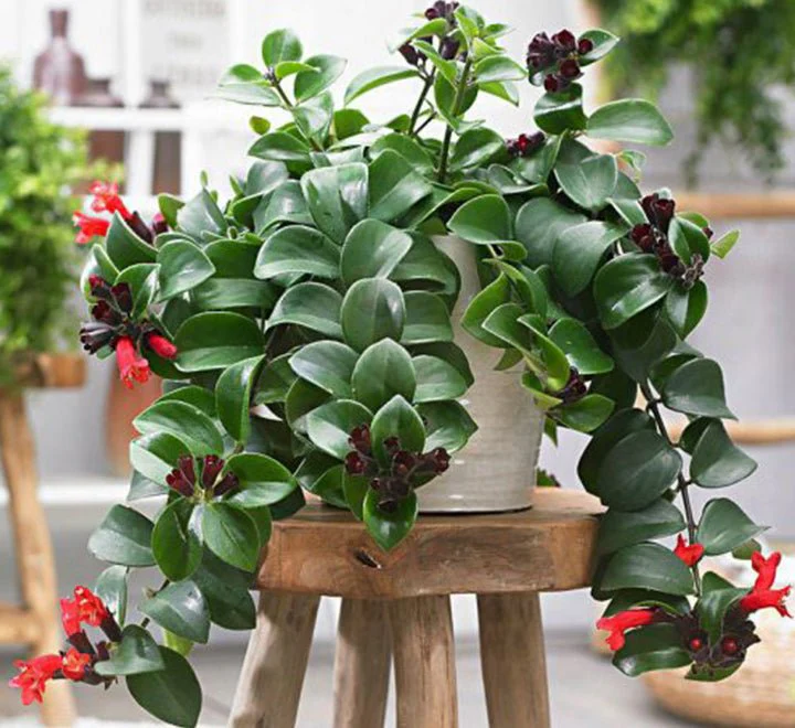 Aeschynanthus or Mona Lisa