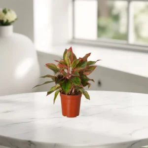 Aglaonema Sp (wishes) Default Plastic Pot With (Default Soil)