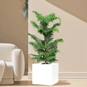 Araucaria Heterophylla Indoor "Norfolk Island Pine" in Grp Square Pot 40x40