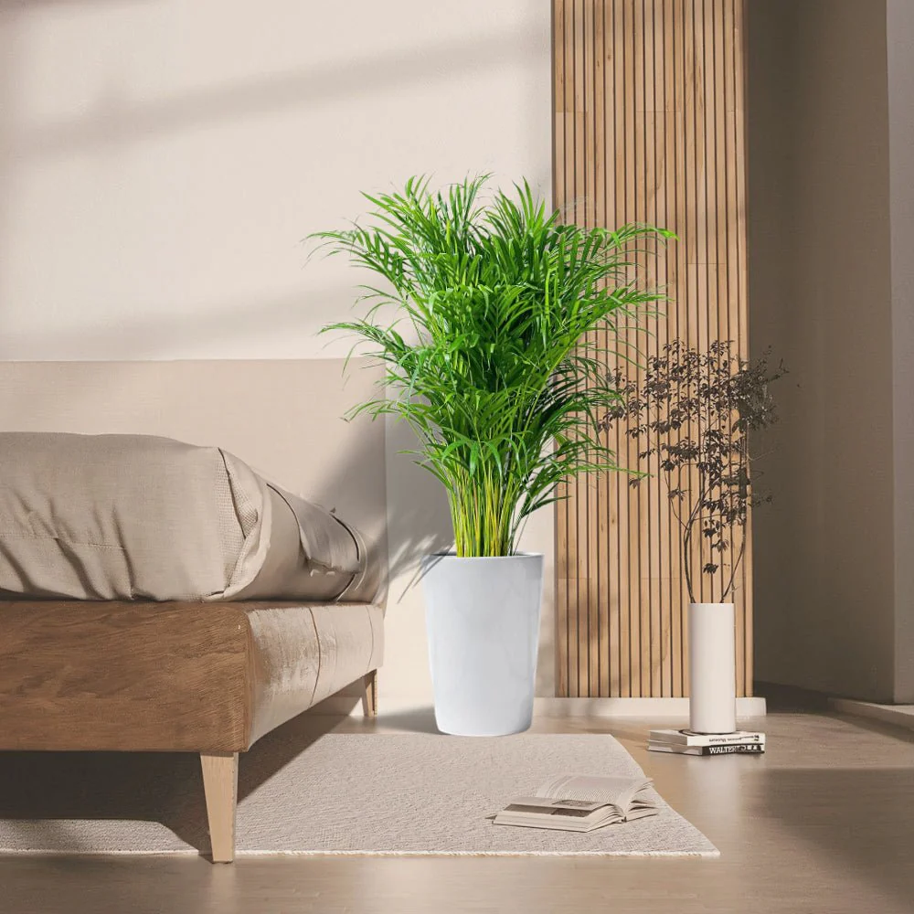 Areca Palm Holland in Black Ceramic Pot 1-1.2m