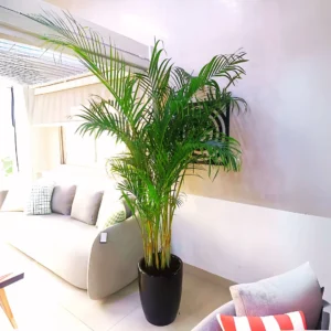 Areca Palm XL in Black Ceramic Pot 2 to 2.5m