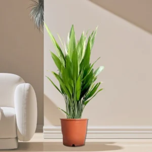 Aspiradas | Aspidistras Indoor Plant | Cast Iron Plant 0.8 - 1.0m Default Plastic Pot ( Clay Stones)