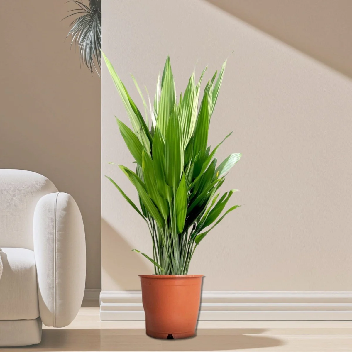 Aspiradas | Aspidistras Indoor Plant | Cast Iron Plant 0.8 - 1.0m Default Plastic Pot ( Pine Mulch)