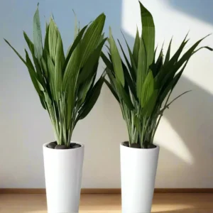 ASPIRADAS Bundle 1m to 1.2m Set of 2 Plants in Ceramic pots White Ceramic Pot