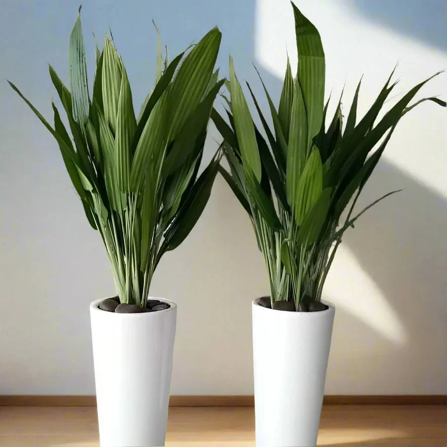 ASPIRADAS Bundle 1m to 1.2m Set of 2 Plants in Ceramic pots White Ceramic Pot