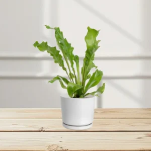 Asplenium Nidus or Bird’s Nest Fern 50-60cm spread White Ceramic Pot (Pine Mulch)