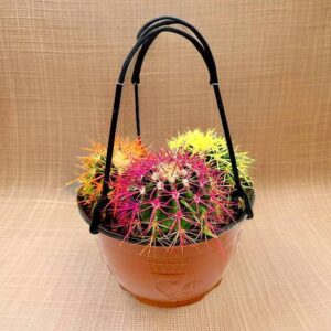 Barrel Cactus 80-90mm dia | Hanging Yellow, Pink, Orange Ball Cactus | 3 in One (Default Plastic Hanging Pot)