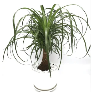 Beaucarnea Recurvata "Elephant's Foot or Ponytail Palm" 50-60cm Single Trunk (White Ceramic Pot)