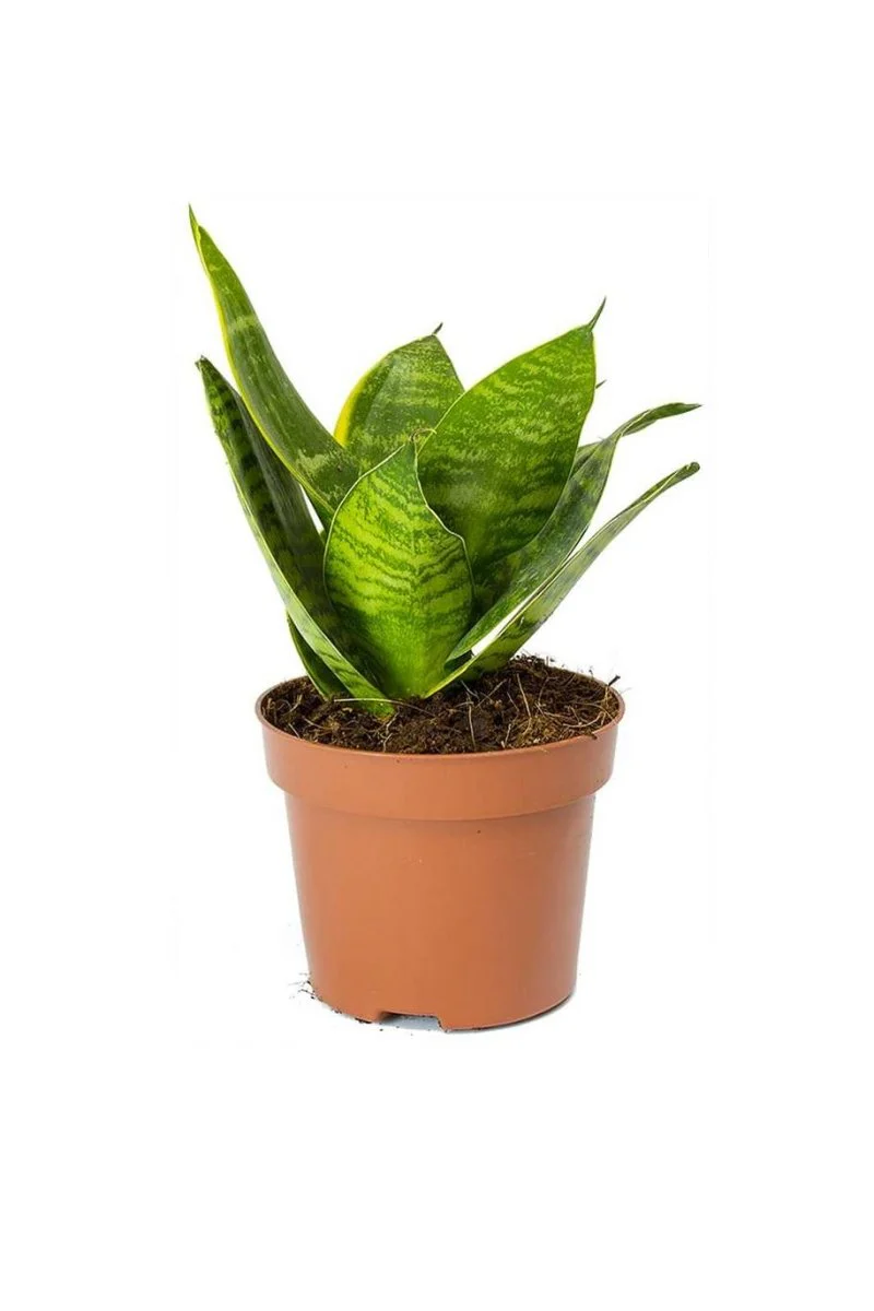 Birds Nest Snake (White Ceramic Pot)