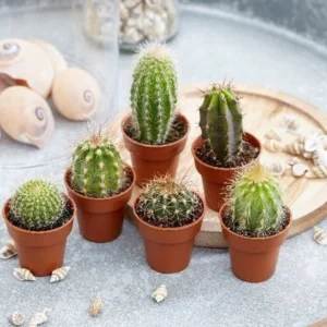 Cactus Mix "Indoor mini Cactus" Per Piece Single Plant (Clay Stones)