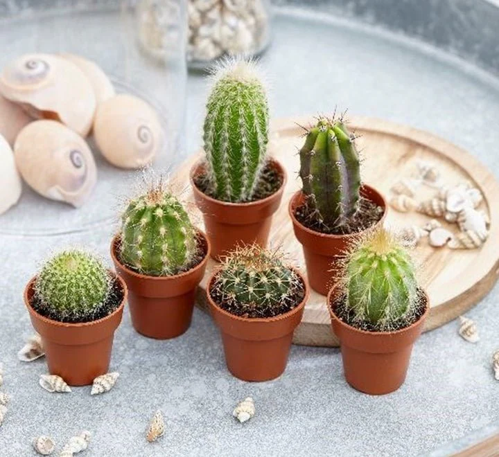 Cactus Mix "Indoor mini Cactus" Per Piece Single Plant (Clay Stones)