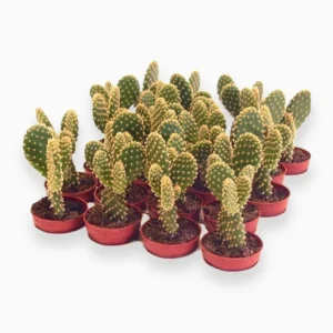 Cactus Opuntia or Bunny Ears 5-8cm White Ceramic Pot With (White Pebbles)
