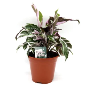 Calathea Leitzei "Fusion White" 25-30cm