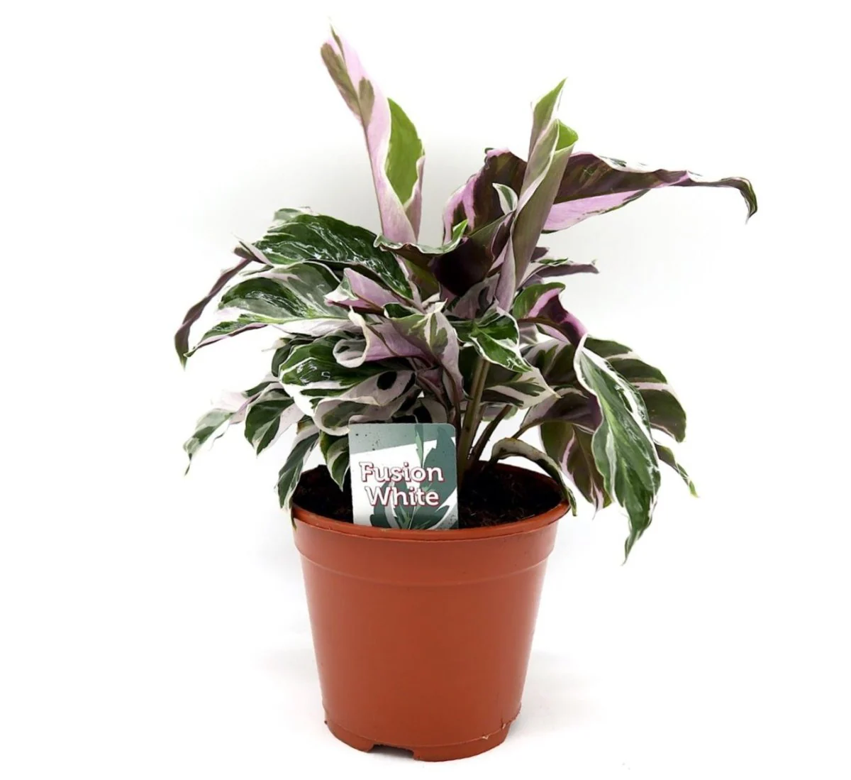 Calathea Leitzei "Fusion White" 25-30cm
