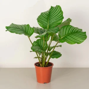 Calathea orbifolia 30-40cm (Default Plastic Pot)