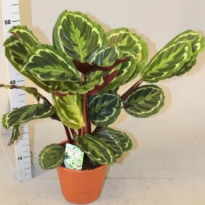 Calathea, Peacock Plant or Zebra Plant نبات زيبر ا Default Plastic Pot (Default Soil)