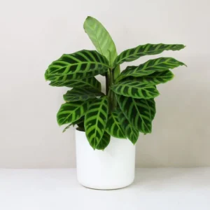 Calathea zebrina "Zebra Plant" 20-25cm White Ceramic Pot with (Pine Mulch)