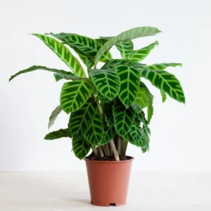 Calathea zebrina "Zebra Plant" 20-25cm Default Plastic Pot with (Clay Stones)