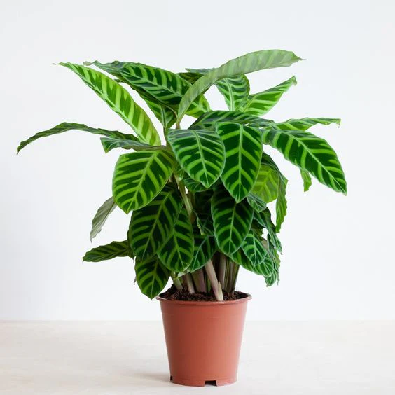 Calathea zebrina "Zebra Plant" 20-25cm Default Plastic Pot with (Pine Mulch)