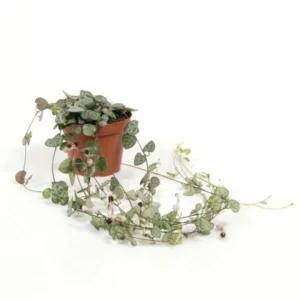 Ceropegia woodii or String of Hearts (White Ceramic Pot)