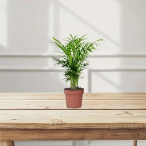 Chamaedorea Elegans, Parlour Palm or Bamboo Palm (Default Nursery Pot)