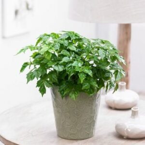 China Doll Plant / Radermachera Sinica 90cm - 120cm (White Ceramic)