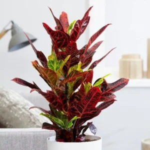 Codiaeum Variegatum (40-50 cm) Default Plastic Pot With (Default Soil)