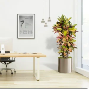 Codiaeum Variegatum (Croton Plant) Mrs Iceton Stainless Steel Pot with (White Pebbles)