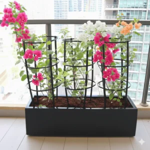 3 Bougainvillea Spectabilis 80 - 100cm in Grp Planter (100-30-30cm) Multi-Colour