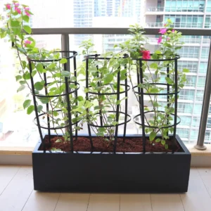 3 Bougainvillea Spectabilis 80 - 100cm in Grp Planter (100-30-30cm) Pink