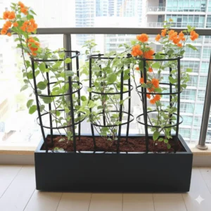 3 Bougainvillea Spectabilis 80 - 100cm in Grp Planter (100-30-30cm) Orange