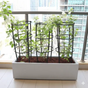 3 Bougainvillea Spectabilis 80 - 100cm in Grp Planter (100-30-30cm) White