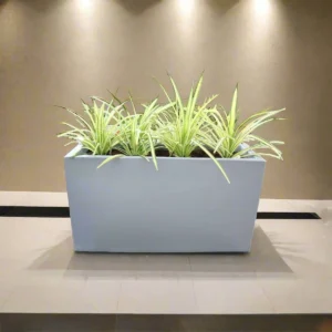 4 Pandanus in Grp Planter (90cm-30cm-50cm)