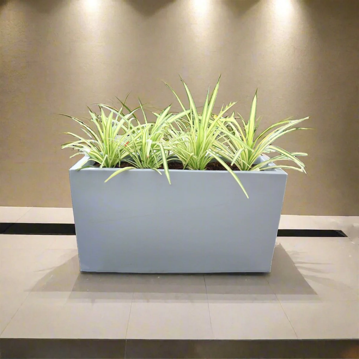 4 Pandanus in Grp Planter (90cm-30cm-50cm)