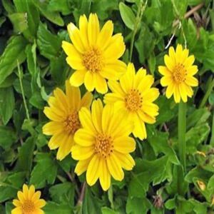 Wedelia Trilobata (Creeping Daisy or Rabbit's Paw) Set of 10 Plants