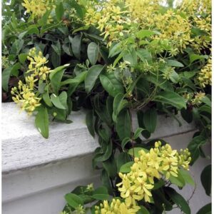 Tristellateia australasiae or Shower of Gold Climber 0.8 -1.0m overall height