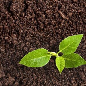 Universal Organic Potting Soil Set of 5 Bags 50Ltrs