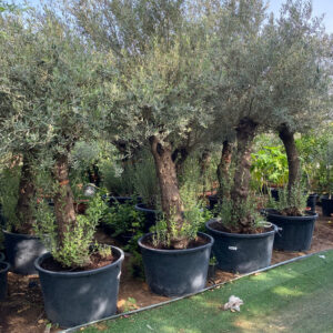Olea europea or Olive Tree 2.0-2.20m height and 200-210mm trunk Dia