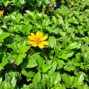 Wedelia Trilobata (Creeping Daisy or Rabbit's Paw) Set of 10 Plants