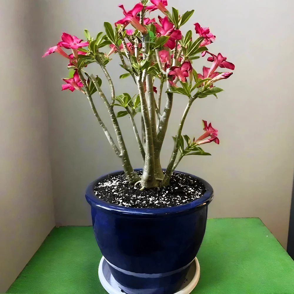 Adenium obesum Or Desert Rose in Rolled Rim Pot (58x43) وردة الصحراء XL