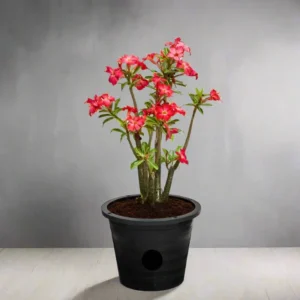 Adenium Obesum Or Desert Rose 30-40cm overall height (Default Nursery Pot)