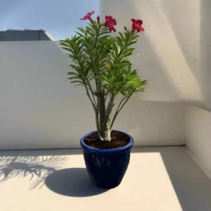Adenium Obesum Or Desert Rose 50-60cm overall height (Blue rolled Rim Pot)