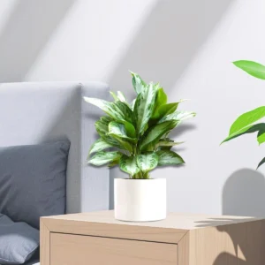 Aglaonema Pattaya Beauty 30 - 40cm overall height ( Black Ceramic Pot)