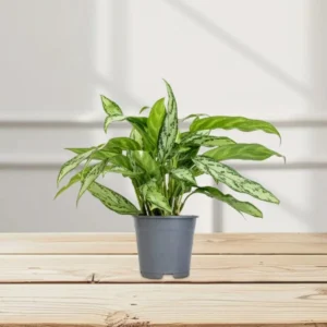 Aglaonema "Silver Queen" Chinese Evergreen Plant Default Plastic pot with (Pine Mulch)
