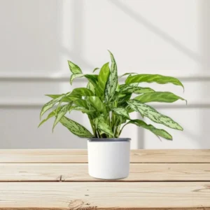 Aglaonema "Silver Queen" Chinese Evergreen Plant White Ceramic Pot With ( Clay Stones)