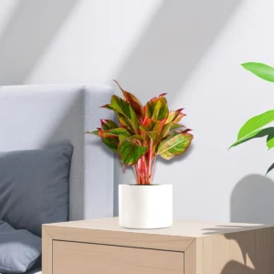 Aglaonema Sp (wishes) 20-30cm Black Ceramic Pot