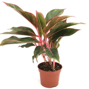 Aglaonema Sp (wishes) Default Plastic Pot With ( Pine Mulch)
