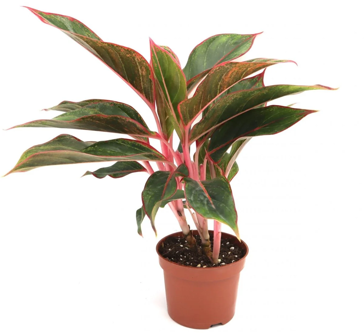 Aglaonema Sp (wishes) Default Plastic Pot With ( Pine Mulch)