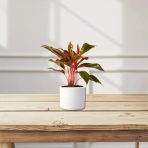 Aglaonema Sp (wishes) White Ceramic Pot With (Clay Stones)