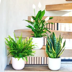 Air Purifying Large Plants Bundle in White Ceramics Pot (Peace Lily 110-120cm, Boston Fern 70-75cm, Snake Plant 60-80cm) White
